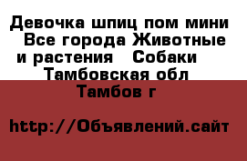 Девочка шпиц пом мини - Все города Животные и растения » Собаки   . Тамбовская обл.,Тамбов г.